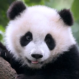 The Panda 아이콘